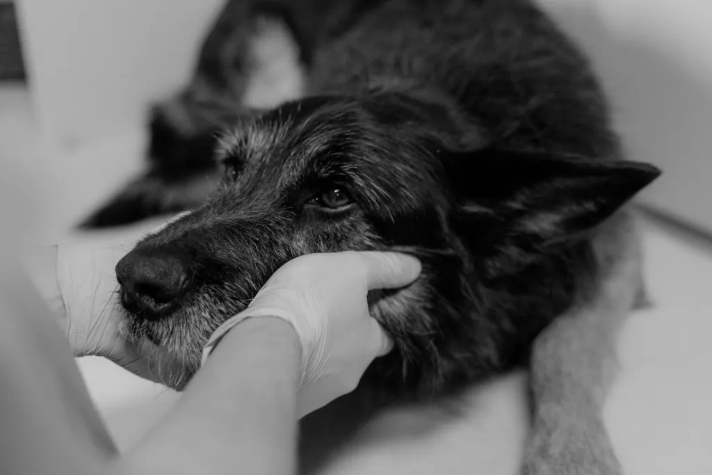 Veterinary Care at Home